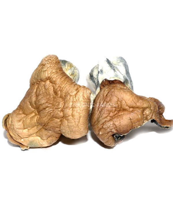 BUY-DINOEGGS-MUSHROOMS-AT-CHRONICFARMS.CC-ONLINE-WEED-DISPENSARY-IN-BC