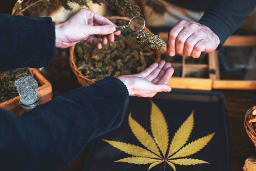 Are you looking to buy BC weed online? If the answer is yes, then you have come to the right place. British Columbia has a long history with cannabis. 