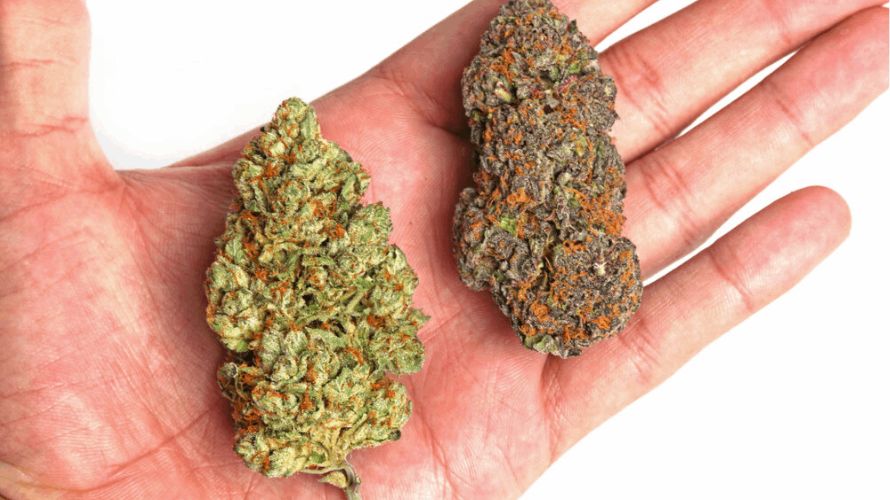 One of the main decisions that you have to make when buying weed online in Canada is whether to order indica or sativa strains.