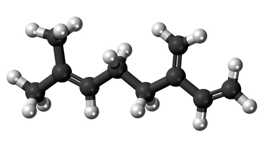 When it comes to the terpene profile of Blueberry Nuken, there are three key terpenes to keep in mind. These include myrcene, caryophyllene, and limonene. 