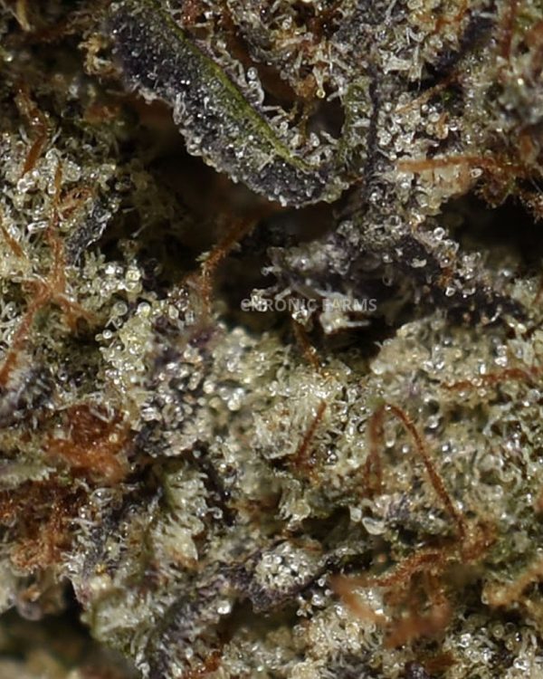 buy-blueberry-kush-aaaa+-indica-flower-at-chronicfarms.cc-online-weed-dispensary