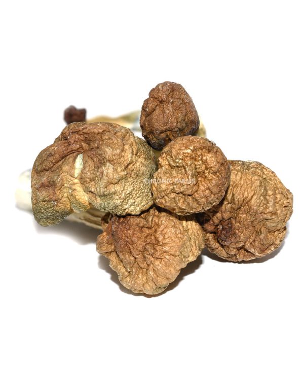BUY-CAMBODIAN-MUSHROOMS-AT-CHRONICFARMS.CC-ONLINE-WEED-DISPENSARY-IN-BC