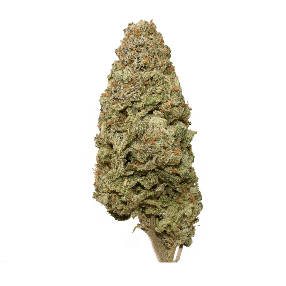 BUY-G-13-DIESEL-AT-CHRONICFARMS.CC-ONLINE-WEED-DISPENSARY-IN-BC