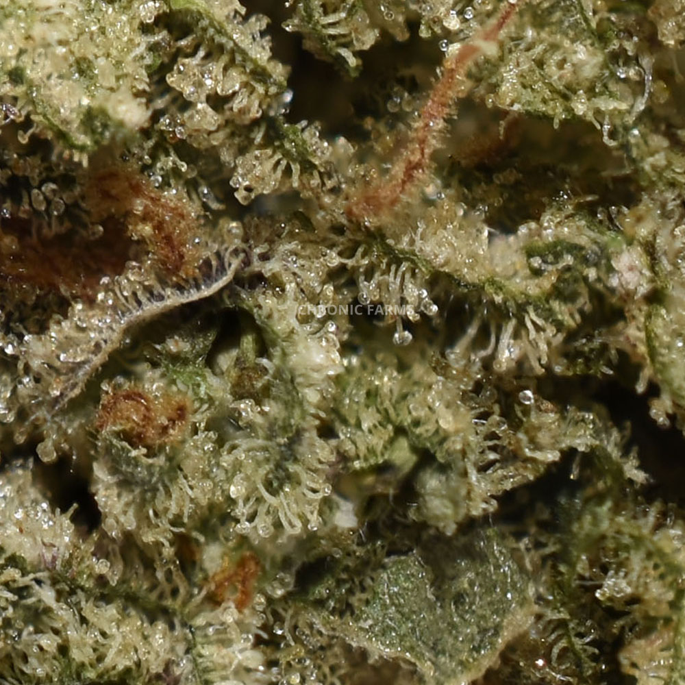 BUY-G-13-DIESEL-AT-CHRONICFARMS.CC-ONLINE-WEED-DISPENSARY-IN-BC