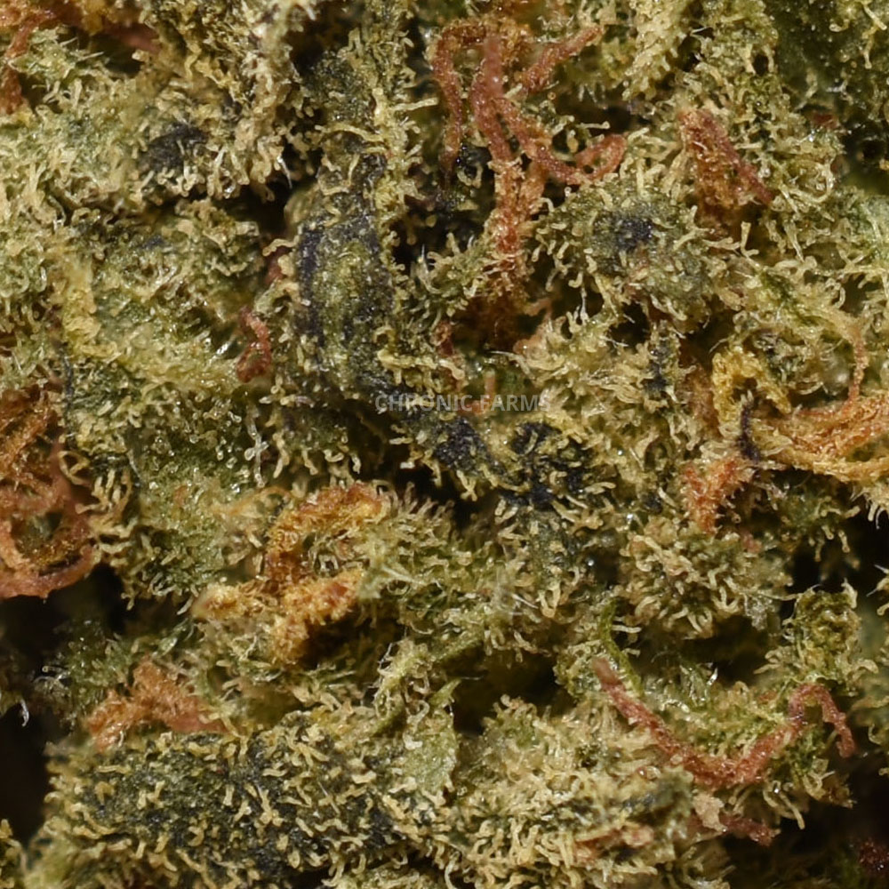 BUY-GELATO-PUNCH-AA-FLOWER--AT-CHRONICFARMS.CC-ONLINE-WEED-DISPENSARY-IN-BC