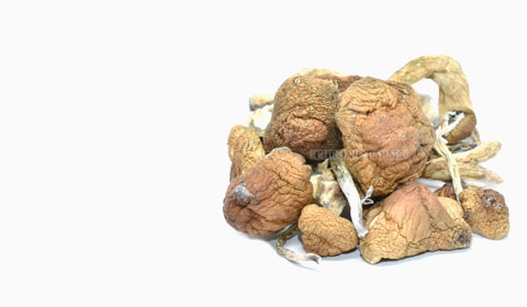 shrooms banner shrooms banner