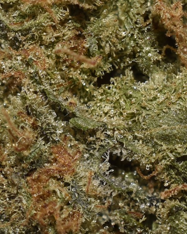 BUY-BLUE-MATARO-AAA-FLOWER-HYBRID-AT-CHRONICFARMS.CC-ONLINE-WEED-DISPENSARY-IN-CANADA
