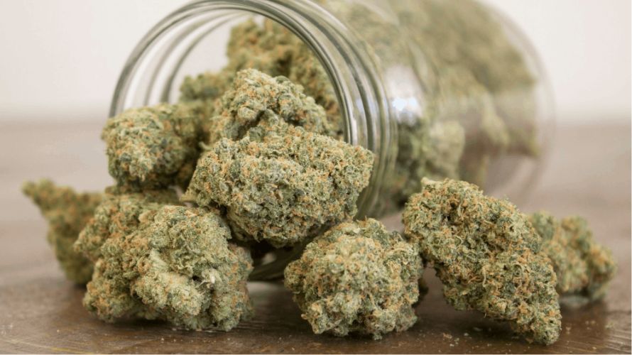 When exploring online dispensaries, you're likely to come across a range of sativa dominant strains. Here, we'll guide you through some of the best sativa strains available.