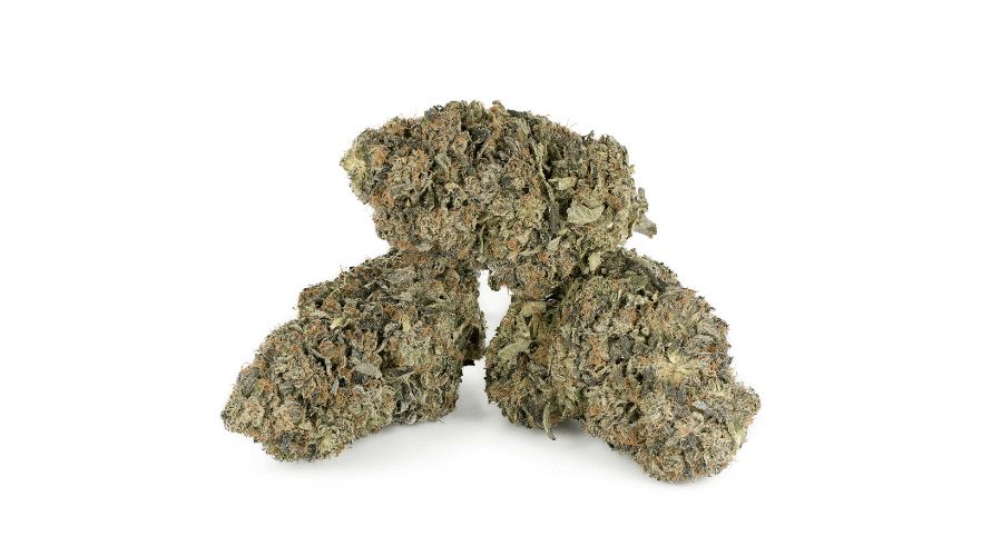 As mentioned, the El Chapo strain THC level ranges between 19 to 23 percent, placing it in the category of high-potency canna strains. 