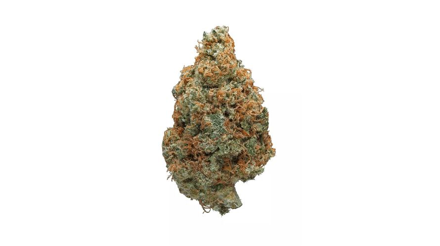 Sail into the serene waves of the Hawaiian Punch strain, a scrumptious bud that's as energizing as relaxing. 