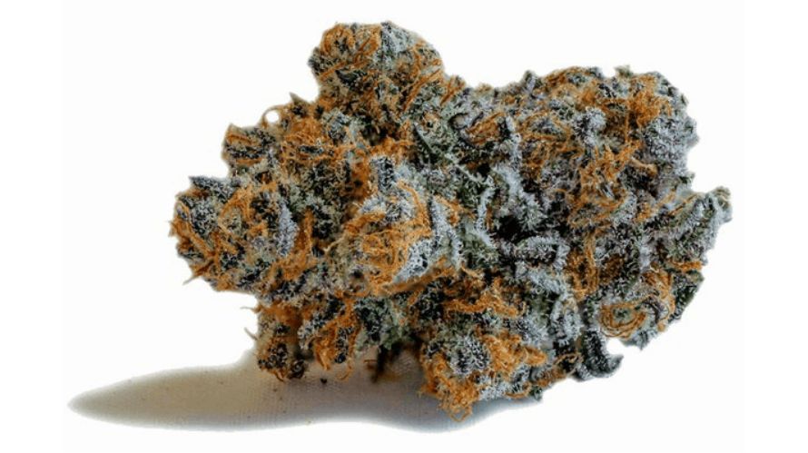 This tropical strain provides users with a delightful trio of key terpenes - Myrcene, Limonene, and Caryophyllene.