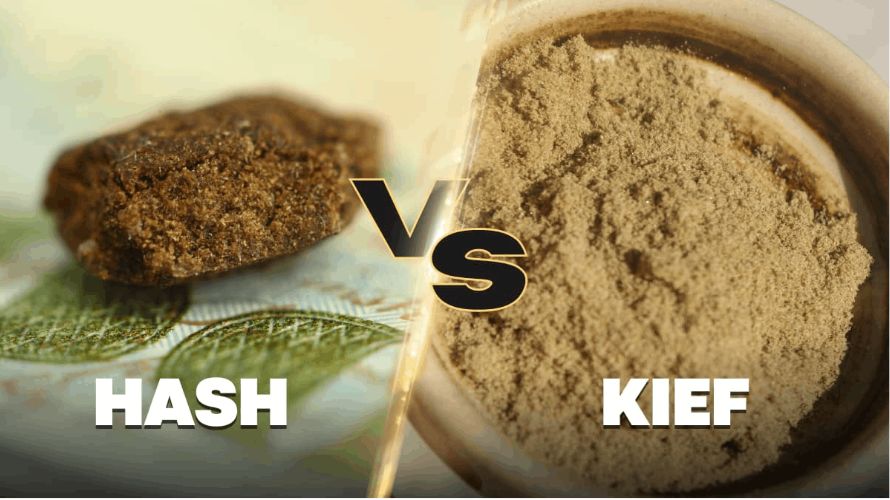 Also known as hashish, hash is an Arabic word which means “grass”. Just like kief, hash boasts of a rich history and esteemed reputation and has been used both recreationally and medicinally for centuries.