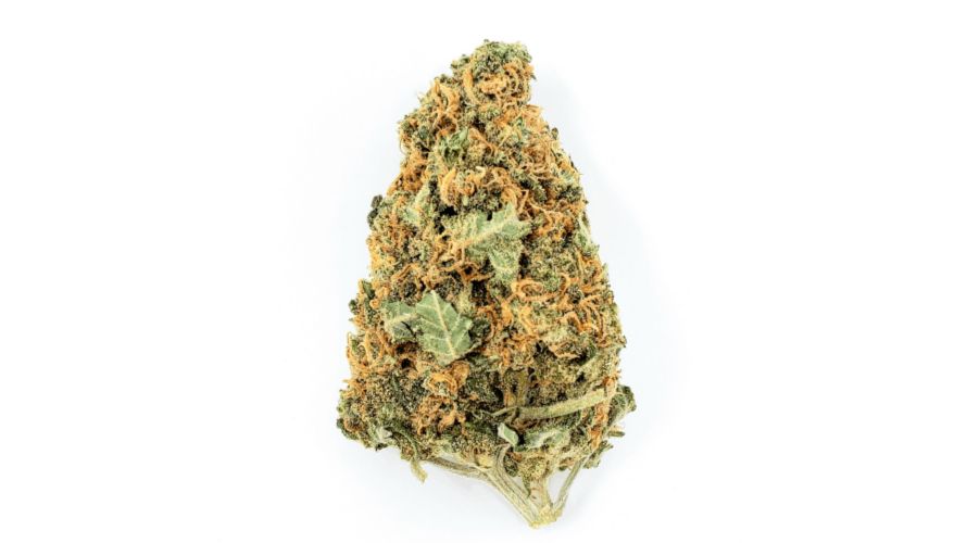 Dark purple and gray leaves also highlight the bright greens of Lemon Sour Diesel buds. The buds are covered by a thick carpet of crystalline trichomes. 