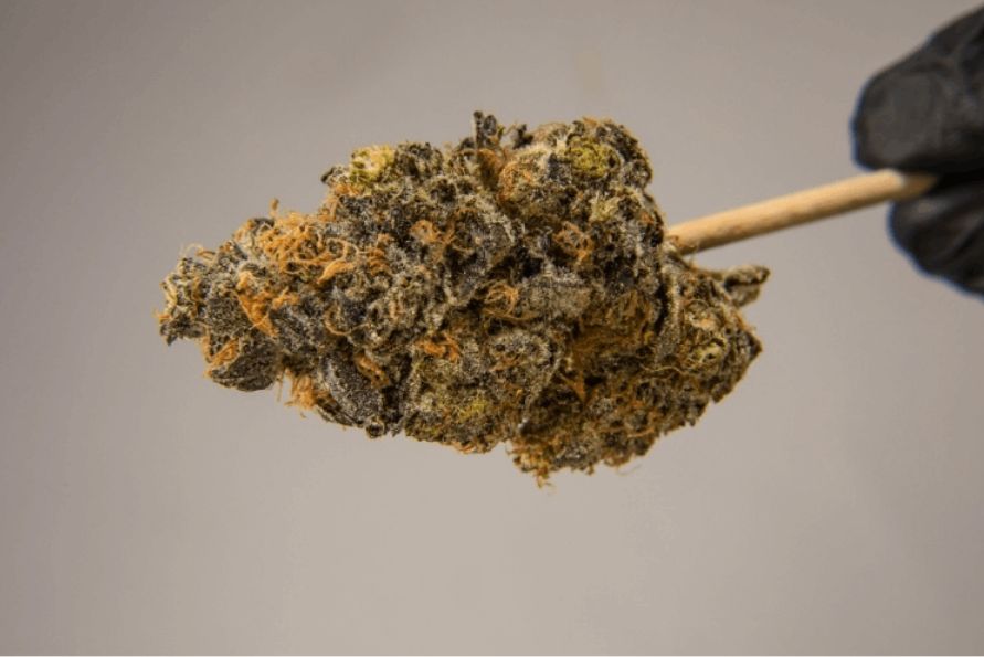 If you are a fan of sativa strains and have yet to try Lemon Sour Diesel strain, you are missing out on a lot. This is not a strain that you will forget easily.