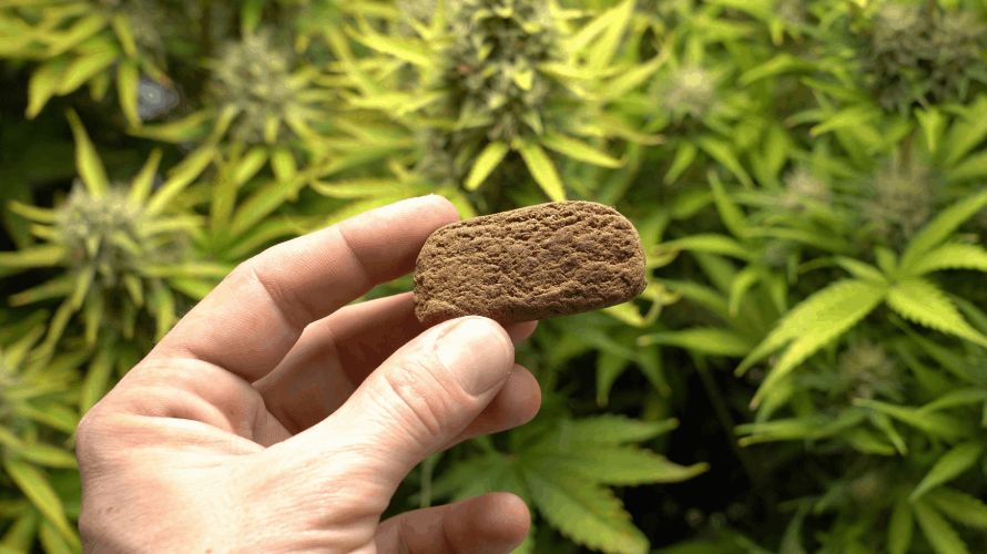 There’re many ways you can use when learning how to make hash from kief. In this section, we’ll describe the most common ways of making hash with kief.