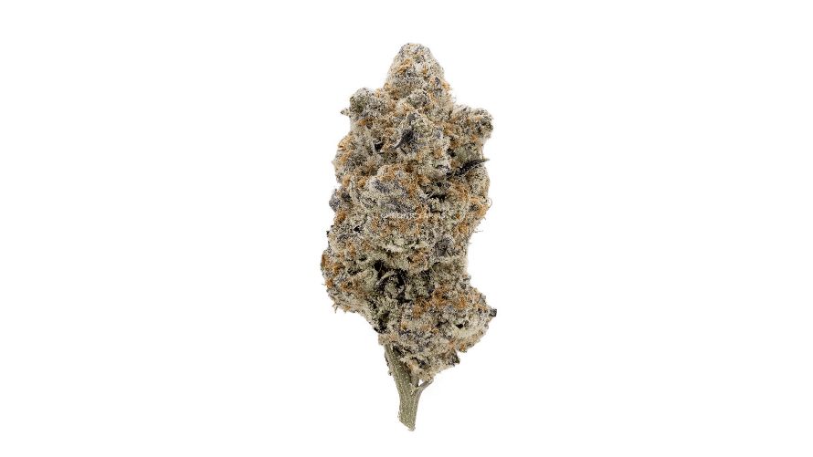 The Organic Strawberry Cream by Oso Fuego (AAAA+) stands as another powerful bud and a highly sought-after Sativa strain available at a reputable Canadian online dispensary. 