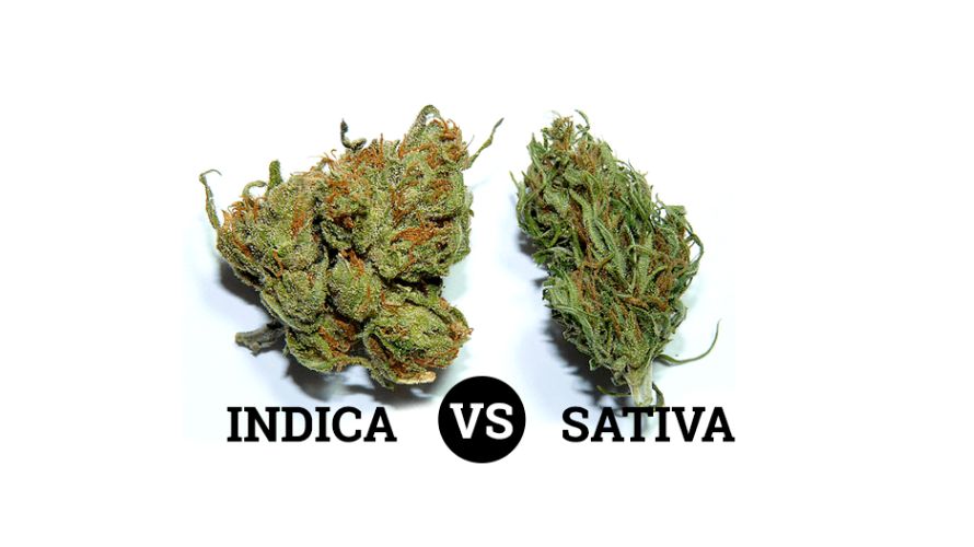 One of the first things to understand when you buy weed online is the difference between Sativa and Indica strains. 