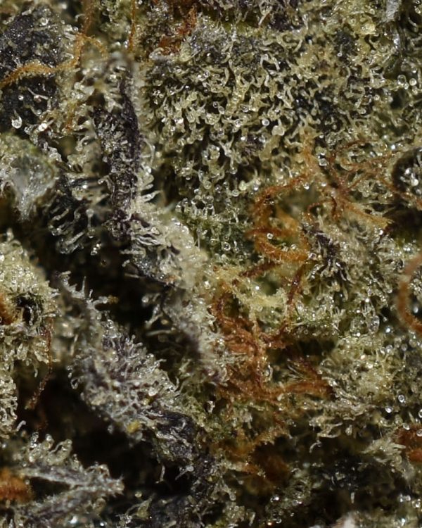 BUY-COOKIE-DOUGH-BY-TOP-G-COLLECTIVE-AAAA+-FLOWER--AT-CHRONICFARMS.CC-ONLINE-WEED-DISPENSARY-IN-BC