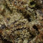 BUY-ZOMBIE-KUSH-AT-CHRONICFARMS.CC-ONLINE-WEED-DISPENSARY-IN-CANADA