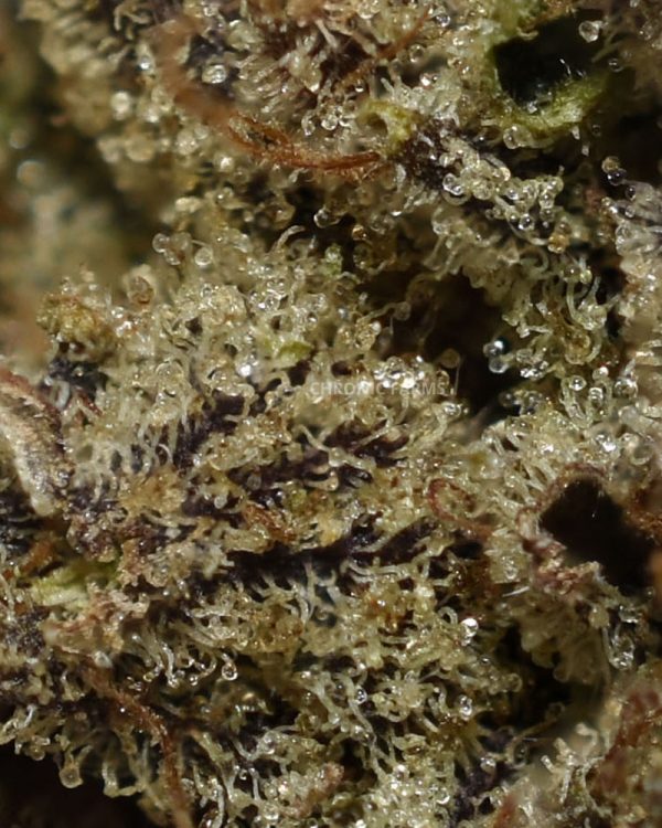 BUY-ZOMBIE-KUSH-AT-CHRONICFARMS.CC-ONLINE-WEED-DISPENSARY-IN-CANADA