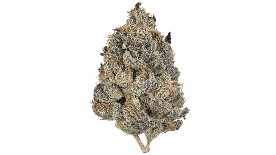 By carefully combining the superior genes of Blueberry and Tuna Kush strain, this strong hybrid creates a unique experience. 