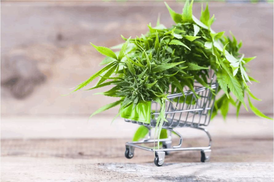 For consumers in Canada, it's becoming increasingly popular to buy online weeds from trusted online dispensaries.