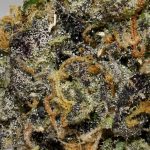 Designer Marker AAAA+ Trichomes