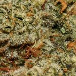 Georgia Pie AAAA+ Trichomes