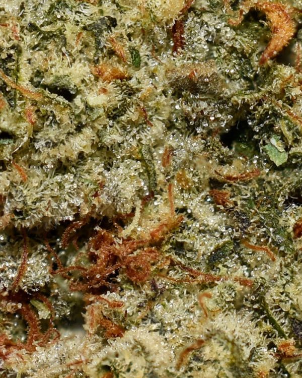 Georgia Pie AAAA+ Trichomes