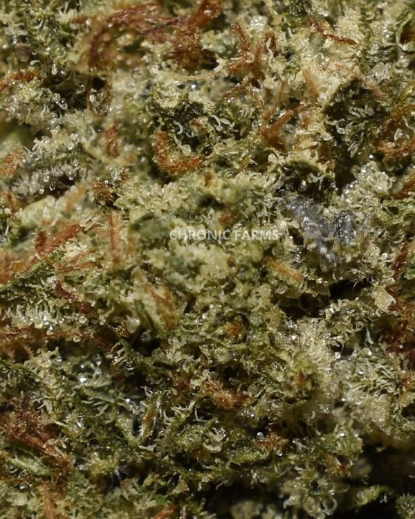 BUY-ISLAND-ROCKSTAR-AAA-FLOWER-AT-CHRONICFARMS.CC-ONLINE-WEED-DISPENSARY-IN-BC