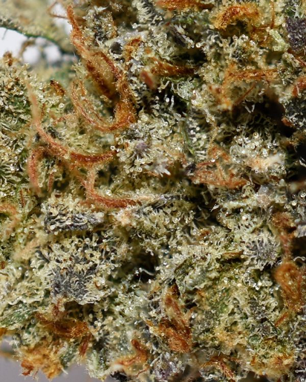Katsu Bubba AAAA+ Trichomes