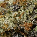 MK Ultra AAAA+ Trichomes