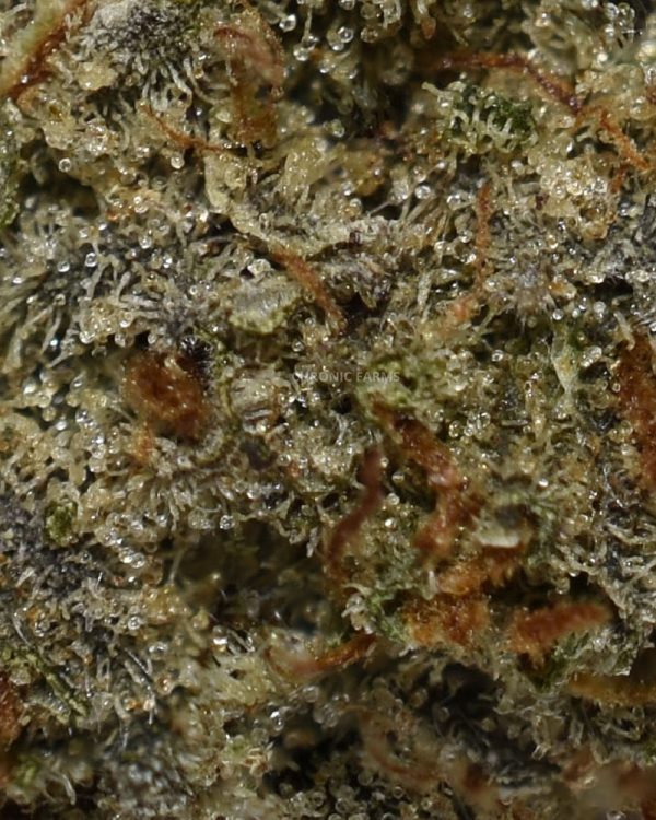 BUY-NUKEN-AA-CANNABIS-FLOWER-AT-CHRONICFARMS.CC-ONLINE-WEED-DISPENSARY-IN-BC-ALBERTA-TORONTO-ONTARIO-CALGARY-NOVASCOTIA-MANITOBA-QUEBEC