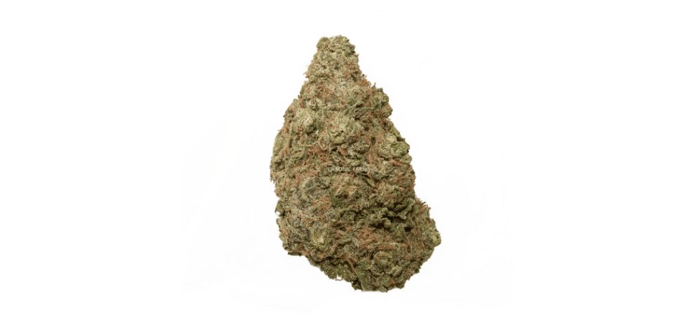 The Papaya Punch (AAA), as you know, is an Indica-leaning hybrid (60 percent Indica) with deep, full-body effects. 
