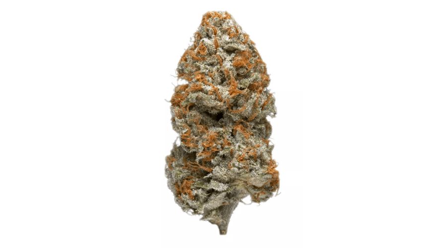 The Purple weed is a mix of two timeless cannabis strains - Purple Afghani and Hindu Kush. 