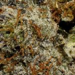 Skywalker OG AAAA Trichomes