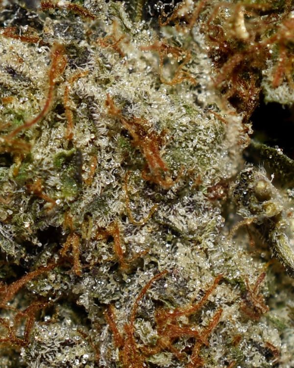 Skywalker OG AAAA Trichomes