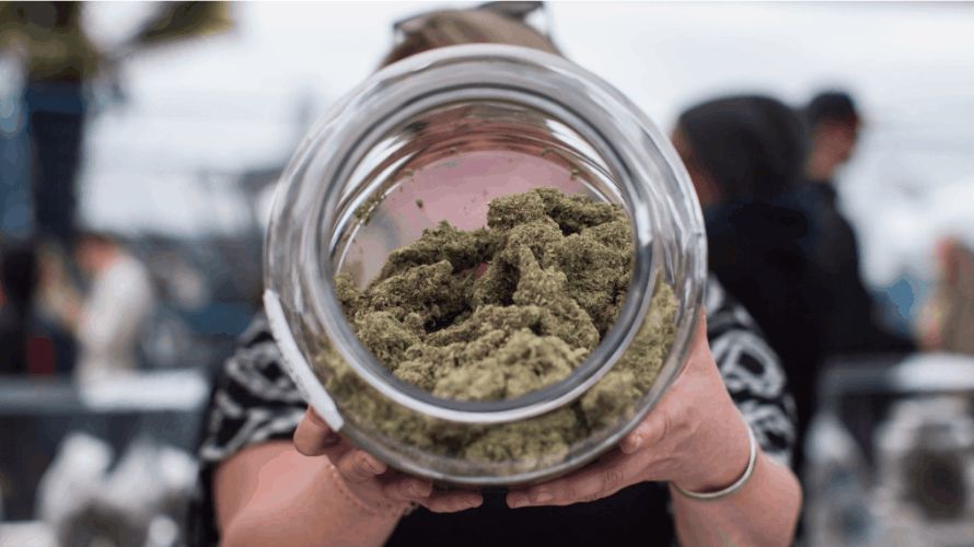 BC dispensaries are highly valued in the cannabis community for a multitude of reasons, not least among them being their robust selection of potent cannabis strains. 