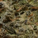 BUY-TANGERINE-COOKIES-AAA-FLOWER-AT-CHRONICFARMS.CC-ONLINE-WEED-DISPENSARY-IN-BC