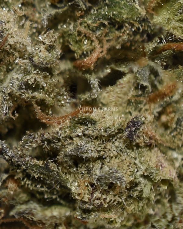 BUY-TANGERINE-COOKIES-AAA-FLOWER-AT-CHRONICFARMS.CC-ONLINE-WEED-DISPENSARY-IN-BC