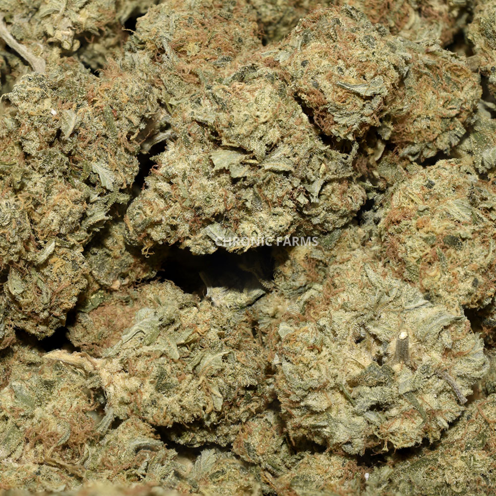 BUY-VANILLA-KUSH-AA-FLOWER--AT-CHRONICFARMS.CC-ONLINE-WEED-DISPENSARY-IN-BC