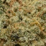 BUY-VANILLA-KUSH-AA-FLOWER--AT-CHRONICFARMS.CC-ONLINE-WEED-DISPENSARY-IN-BC