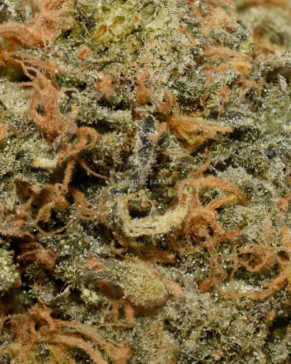 BUY-COOKIE-BREATH-AAA-AT-CHRONICFARMS.CC-ONLINE-WEED-DISPENSARY
