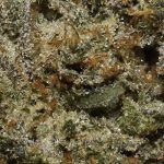 BUY MK ULTRA CRAFT CANNABIS AT CHRONICFARMS.CC ONLINE WEED DISPENSARY IN CANADA