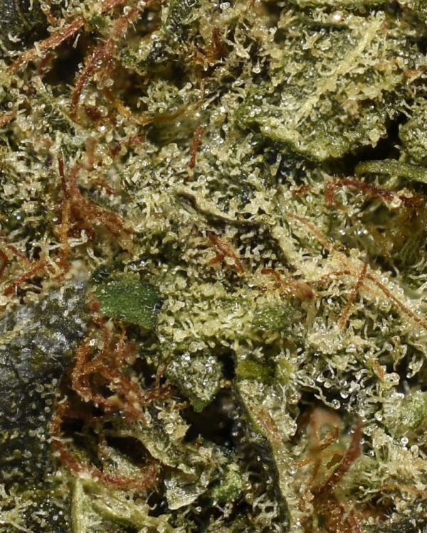 nuken aa tri