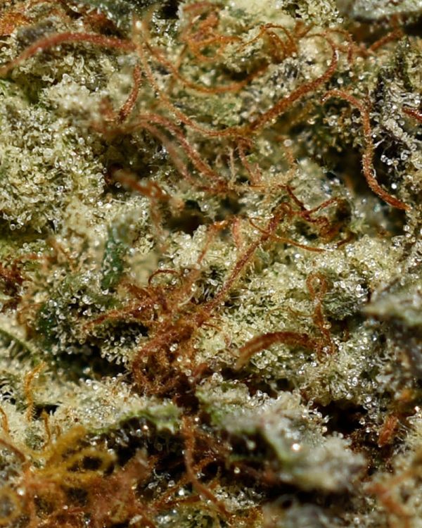 Ak 47 AAA Trichomes