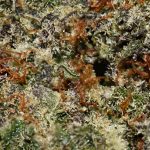 Black Diamond AAA Trichomes