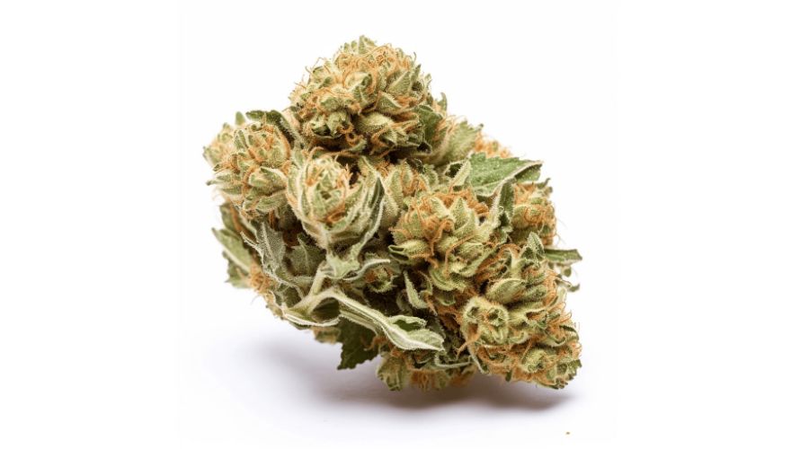 The Bruce Banner strain presents a range of therapeutic benefits too. It can enhance mood, induce relaxation, boost creativity, and aid concentration. Also, it can ease pain, uplift your spirits, and provide an energizing effect.