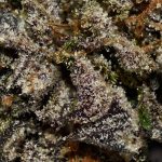 Purple Mimosa AA Trichomes