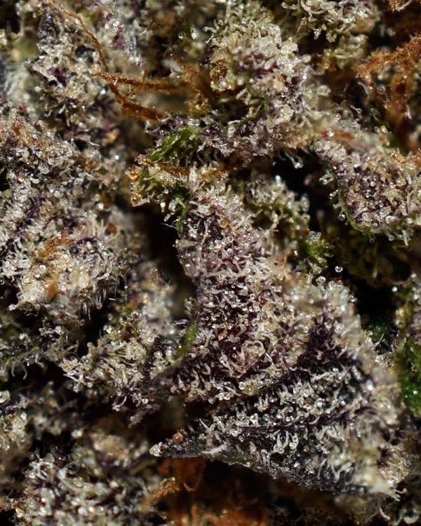 Purple Mimosa AA Trichomes
